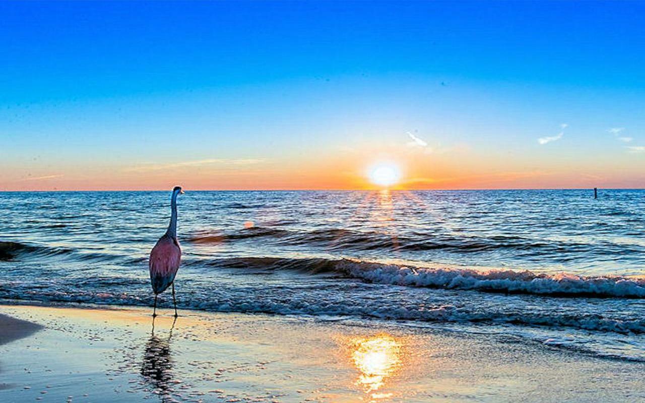 Luxury 5 Star Condominium Water Front 3 Beds 2 Bath Pool Hot-Tub Beach And City Views Clearwater Beach Exterior foto